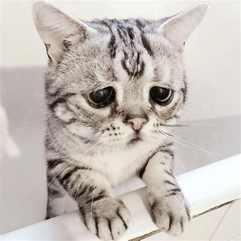 Sad Cat With Permanent Frown Goes Viral On Instagram