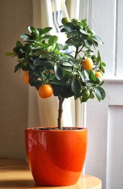 Gardening Stunning Orange Trees My Favorite Things