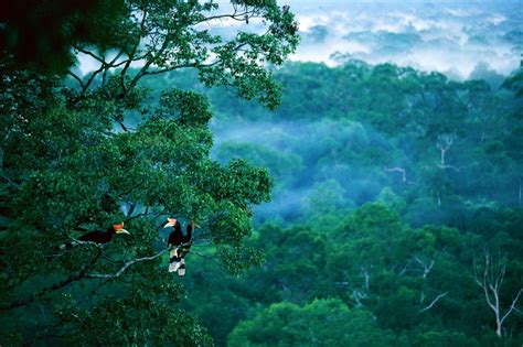 Rain Forest Of Kalimantan Borneo Indonesia Tropical Rainforest