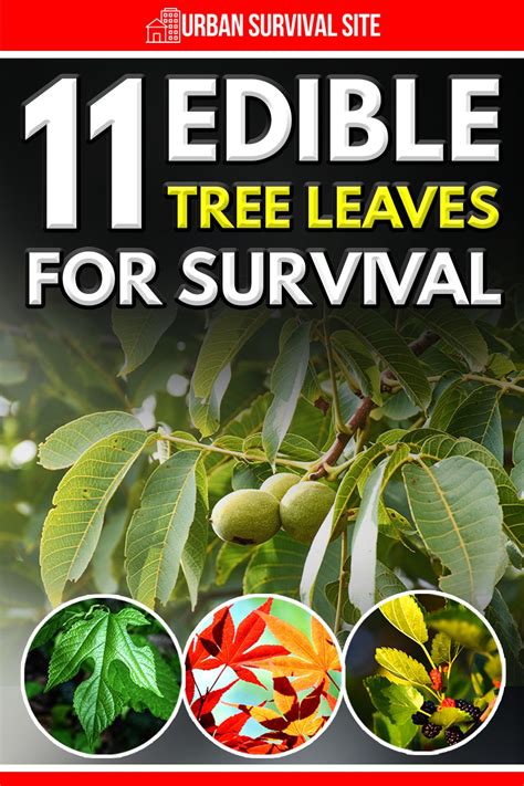 11 edible tree leaves for survival artofit