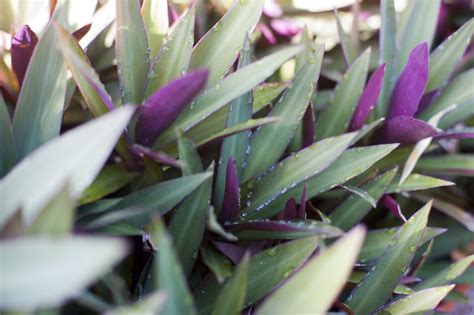 Green Purple Oyster Plant 4280 Stockarch Free Stock Photos