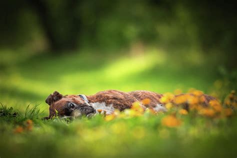 Boxer Dog Recharging Photograph By Tamas Szarka Pixels