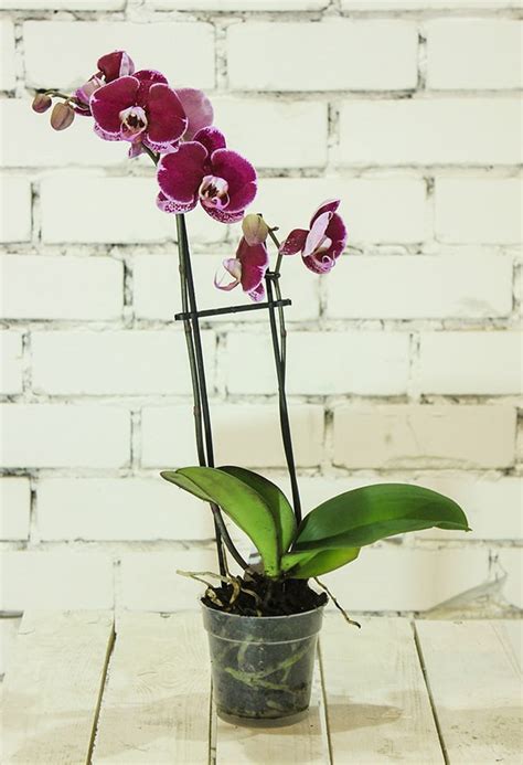 The Best Orchid Pots And Containers For Repotting Orchids Better Gardener S Guide