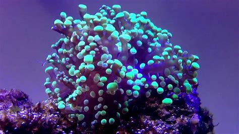 Frogspawn Coral Euphyllia Paradivisa Youtube