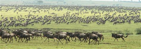 The Great Wildebeest Migration All You Need To Know Travel Moran