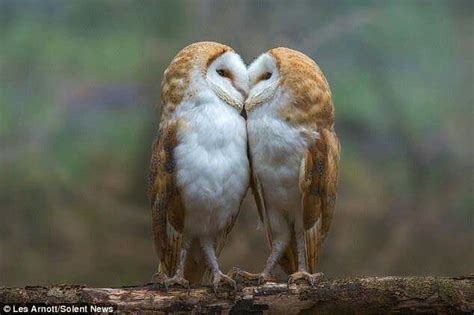 owls 😍😍😍 owl always love you sisterly display of affection as barn owls are caught on