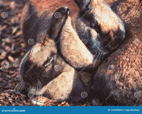Little Small Brown Rabbits Cuddling Together Stock Image Image Of