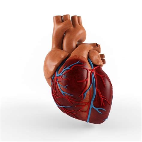 Heart Shape 3d Models For Download Turbosquid