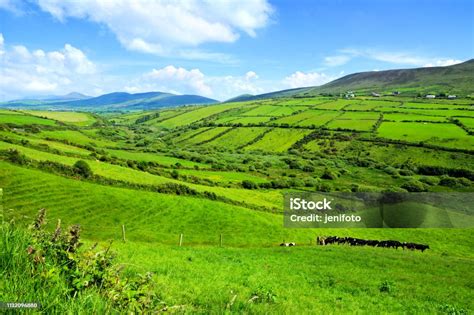 Hills Of Green Fields In The Countryside Of Ireland Dingle Peninsula