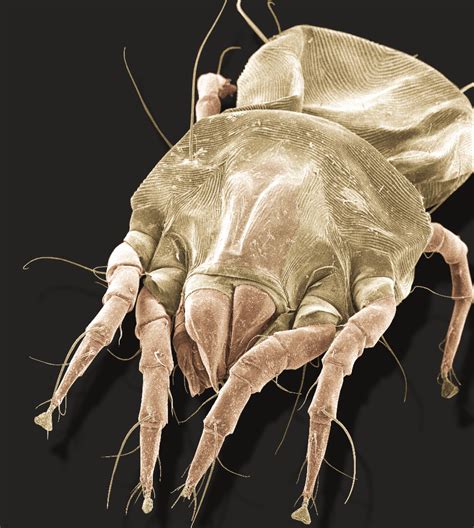 What Do Dust Mites Look Like 12 Pictures Of Dust Mites Pest Hacks
