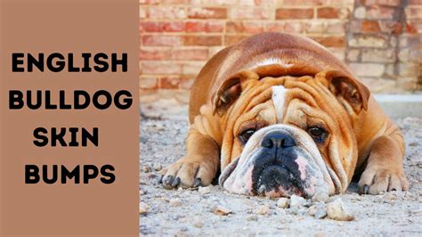 English Bulldog Skin Bumps All You Need To Know