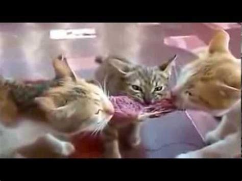 Maybe you would like to learn more about one of these? Best Funny Animal Videos Ever!! Funny Cat Videos ...