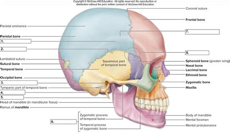 Lateral View Of The Skull 1 Diagram Quizlet