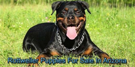 Golden retriever puppies for adoption for free. Rottweiler Puppies For Sale In Arizona | Rottweiler puppies for sale, Rottweiler puppies, Puppies