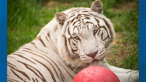 Minnesota Sanctuary Takes In Seized Big Cats From Tiger King Park