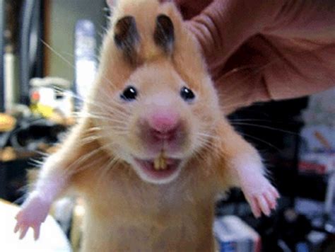 Owner Discovers The Weird Reason Behind Stubborn Hamster Refusing To