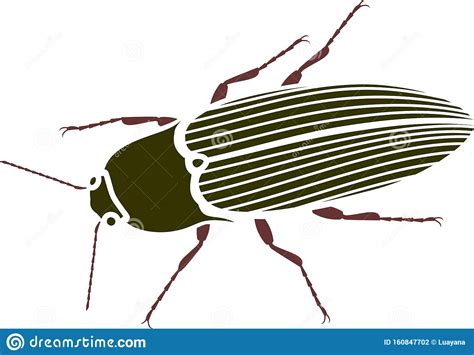 Imago Of Click Beetle Stock Vector Illustration Of Imago 160847702