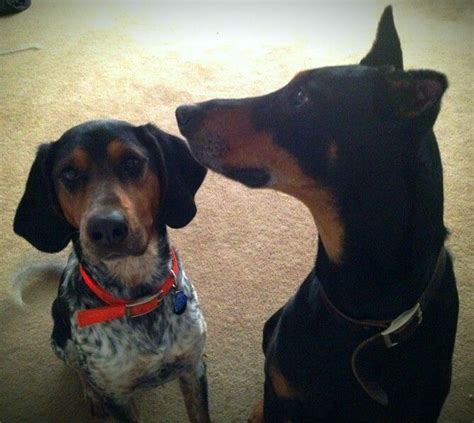 Bluetick Coonhound And Doberman Sweet Animals Coonhound Bluetick