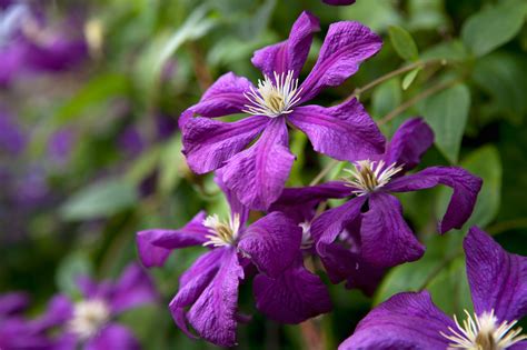 Common flowering trees can provide us with all these things. Best Plants with Purple Flowers - gardenersworld.com