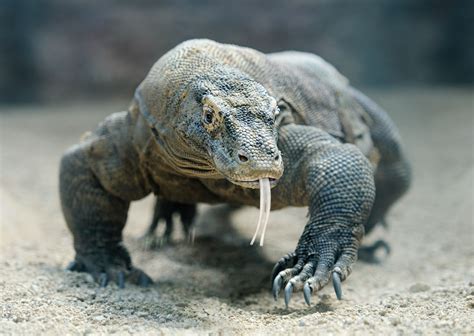 Scientists Examine Komodo Dragon Dna To Find Out What Makes Them Unique