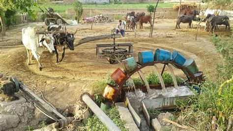Old Rahat Water Irrigation System Traditional Rehat Bull Powered