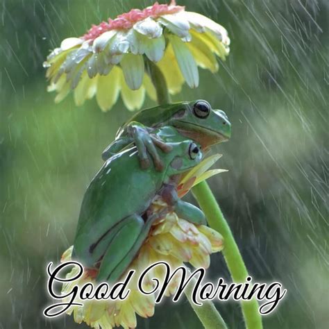 Perfect Good Morning Wishes For A Rainy Day