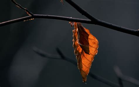 Download Wallpaper 3840x2400 Leaves Branch Dry Macro Autumn Blur
