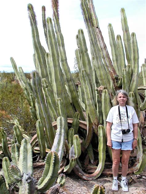 How Many Cactus Species Are There In Arizona