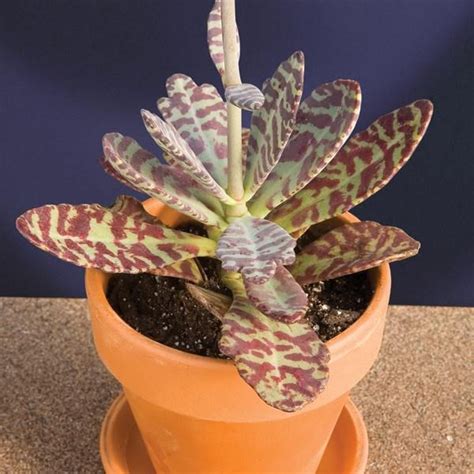 There are 36 column cactus for sale on etsy, and they cost ₪74.39 on average. Kalanchoe 'Desert Surprise' - to 12 inches, this succulent ...