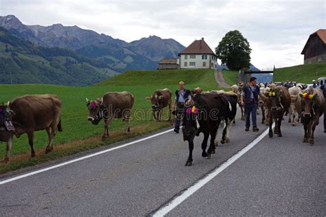 Alpine Dairy Cow Parade In Switzerland Editorial Stock Photo Image Of