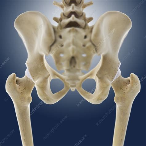 Human Hip Bone Structure