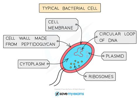 Common Features Prokaryotic Organisms 13 Edexcel Igcse Biology