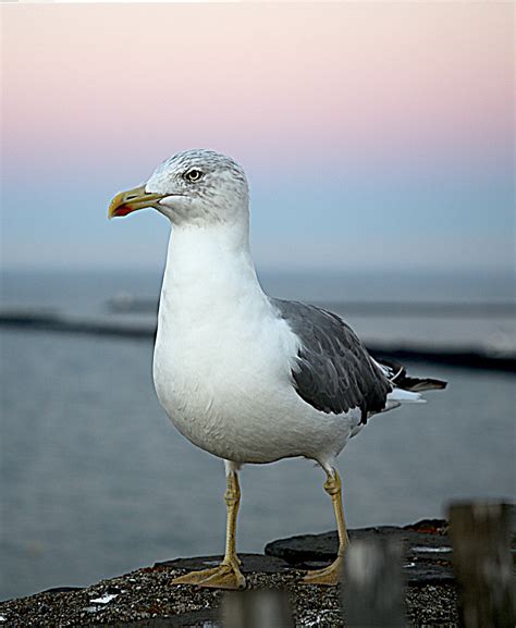 Images Gratuites La Nature Oiseau De Mer Mouette Faune Le Bec