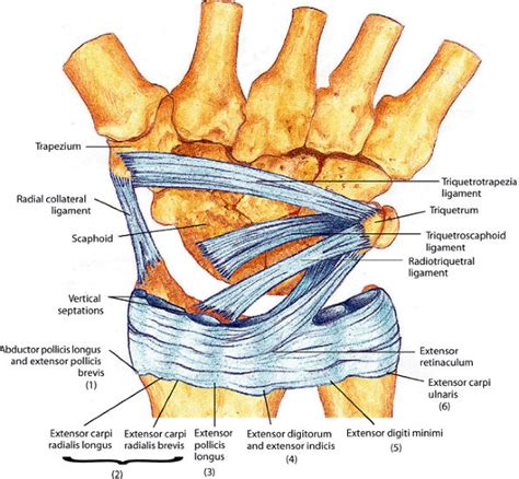 The Wrist And Hand Teachme Orthopedics