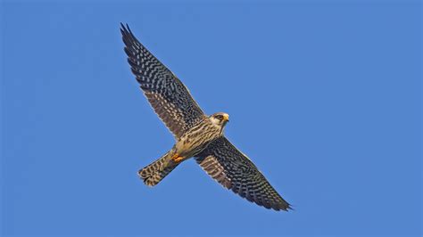 Flight Of The Amur Falcons Migration Conservation And Great