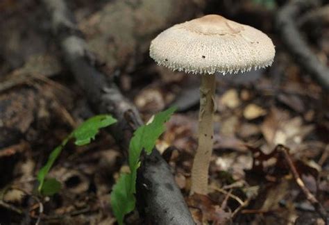 Poisonous Mushrooms Send 4 In Nj To Hospitals