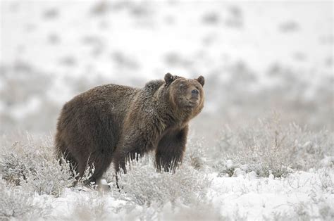 Photo Of A Grizzly Bear In Snow Natural History Photography Blog