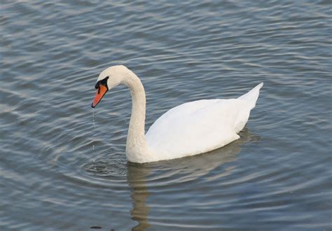 Winter Swan Free Stock Photo | FreeImages