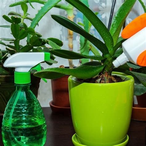 Tips To Keep Your Houseplants Healthy Knights Garden Centres
