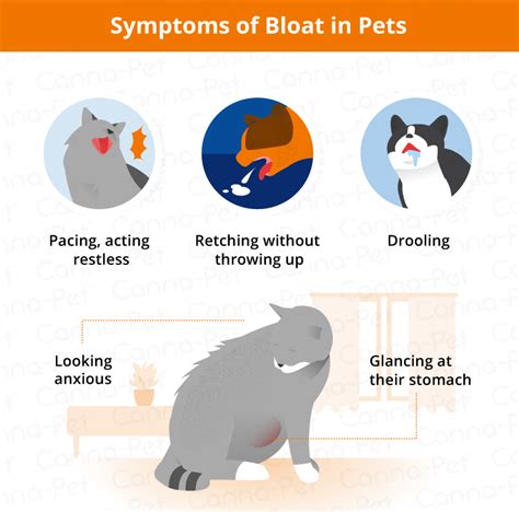 You can cool your puppy down if he is breathing fast due to heat. Bloat in Dogs & Cats: Causes, Signs, & Symptoms | Canna-Pet
