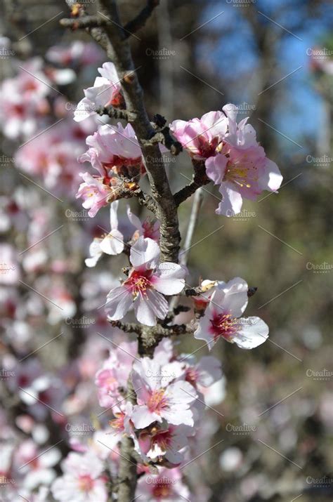 Almond Tree Blossoms Photos Almond Tree Blossoms Nature Photography