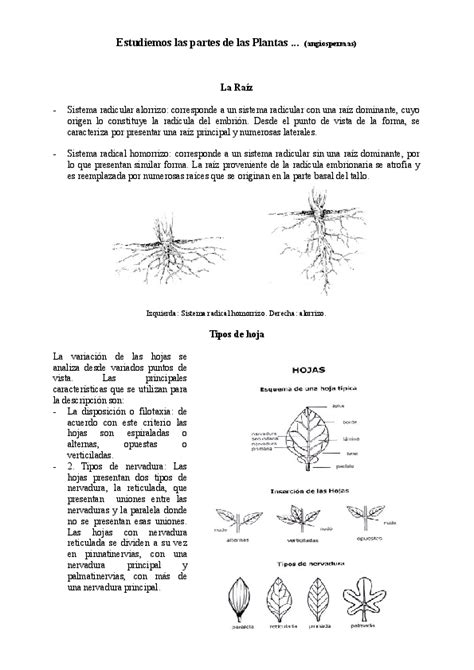 10 Mapa Conceptual De Las Plantas Angiospermas Y Gimnospermas Png