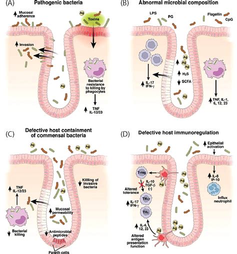 Geneenvironment Interactions In Inflammatory Bowel Disease Microbiota