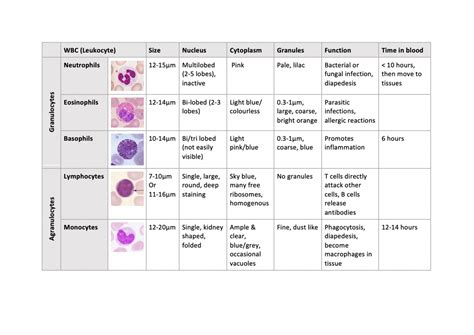 White Blood Cells Summary Of Leukocytes 091400 Studocu