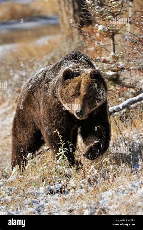 Grizzly Bear Ursus Arctos In Late Autumn Mountain Habitat Captive