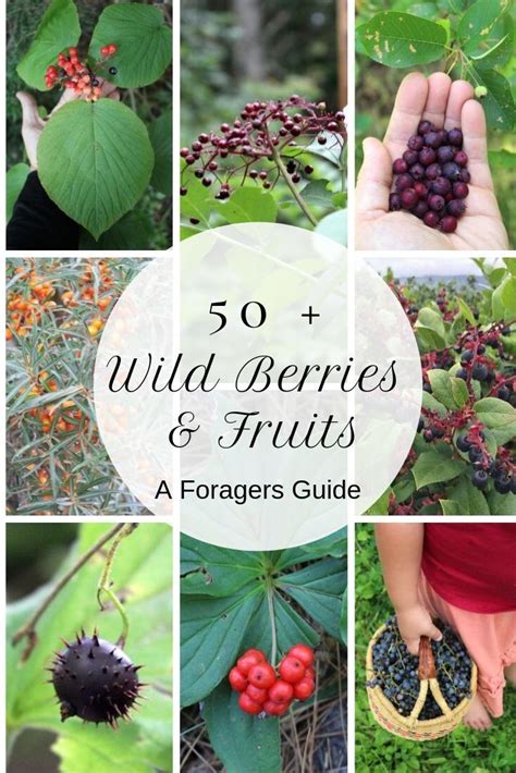 50 Edible Wild Berries And Fruits ~ A Foragers Guide Edible Wild