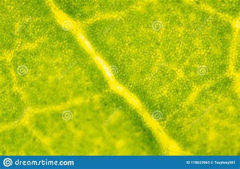 Blur Texture Of Plants Cells Stock Image Image Of Learn Life 178623963