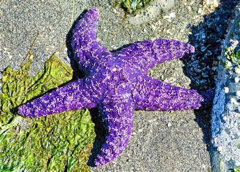 Purple Ochre Sea Star Pisaster Ochraceus