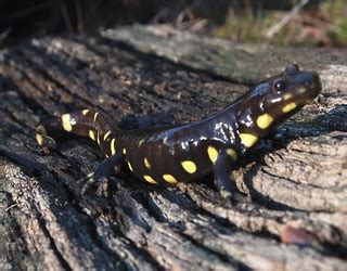 California Tiger Salamander Ambystoma Californiense Flickr