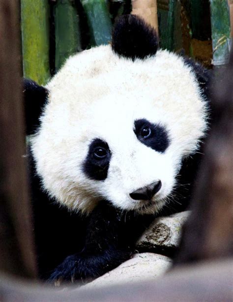 Giant Panda Photos • Su Lin At The San Diego Zoo In California